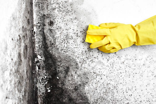 Best Crawl Space Mold Removal  in Eagleville, PA