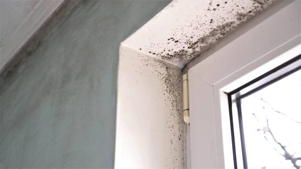 Best Professional Mold Removal  in Eagleville, PA