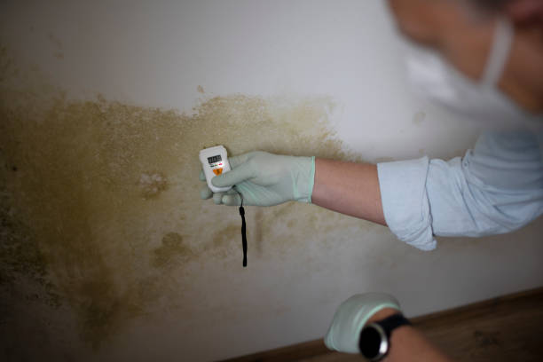 Best Local Mold Removal Service  in Eagleville, PA