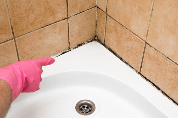 Certified Mold Removal in Eagleville, PA