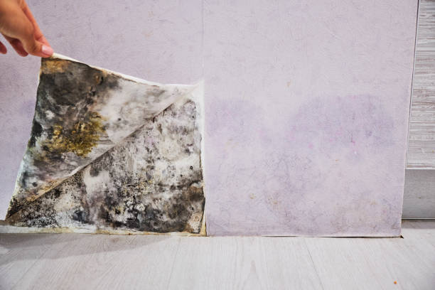 Best Same-Day Mold Removal  in Eagleville, PA